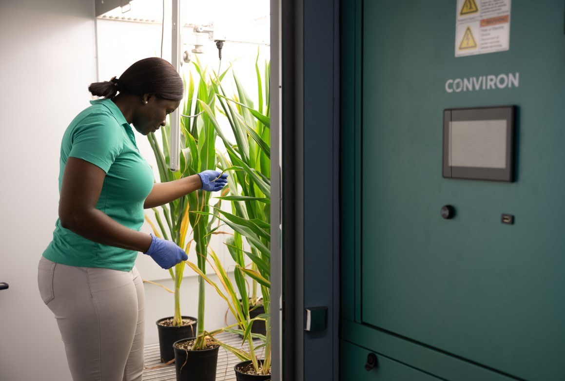 Corn research in Conviron plant growth chamber