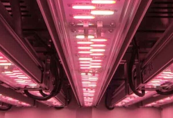 Valoya LED integrated with plant growth chamber