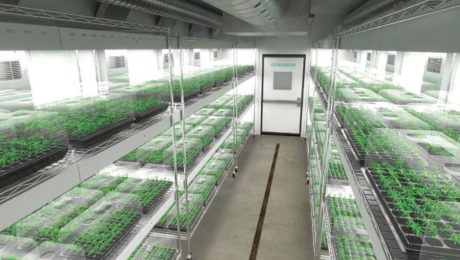 cannabis-clone-room 2