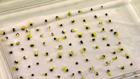 seed-germination-test