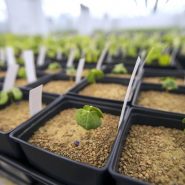Indigo Plant Growth Room