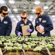 Indigo Researchers in Plant Growth Room