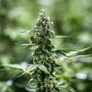 atlanticann-cannabis-flowering