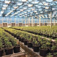 cannabis-greenhouse-argus-control-system 1