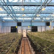 cannabis-greenhouse-argus-control-system 2