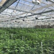 cannabis-greenhouse-argus-control-system