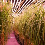 plant-growth-room-bdw-rice 11