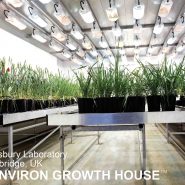 plant-growth-room-research-united-kingdom 2