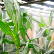 sheffield-university-plant-growth-corn