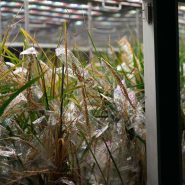 sheffield-university-plant-growth-rice 2