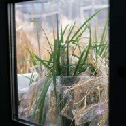 sheffield-university-plant-growth-rice