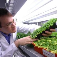 sheffield-university-researcher-plant-growth-room 16