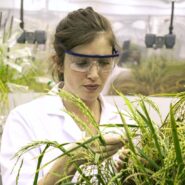 sheffield-university-researcher-plant-growth-room 3
