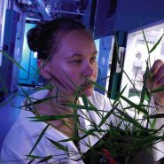 sheffield-university-researcher-plant-growth-room 9