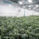 cannabis-flower-room