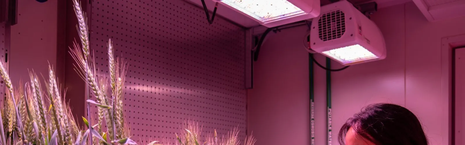 Wheat Chamber