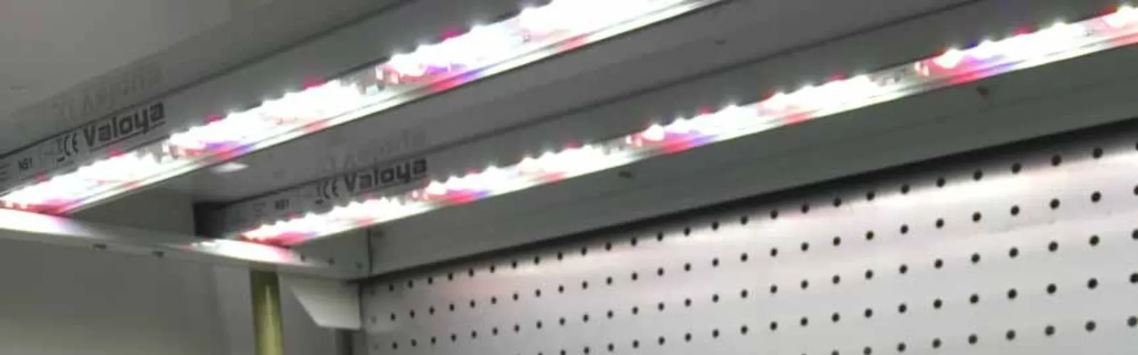 LED-valoya-short-plant 1