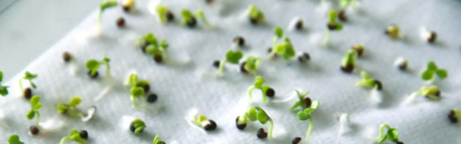seed-germination