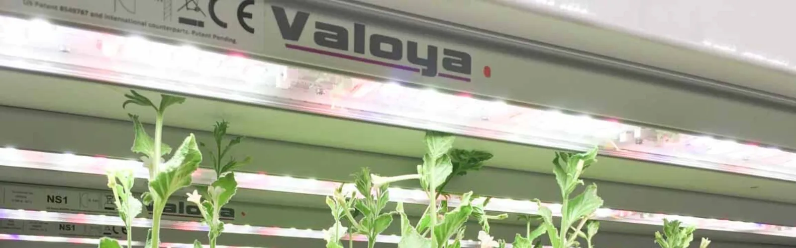 john-innes-centre-LED-valoya 3