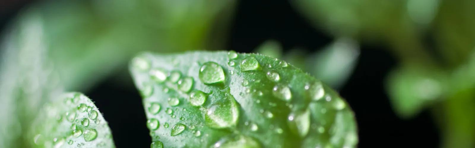 plants-high-humidity