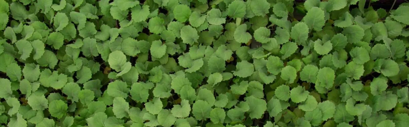 short-plants