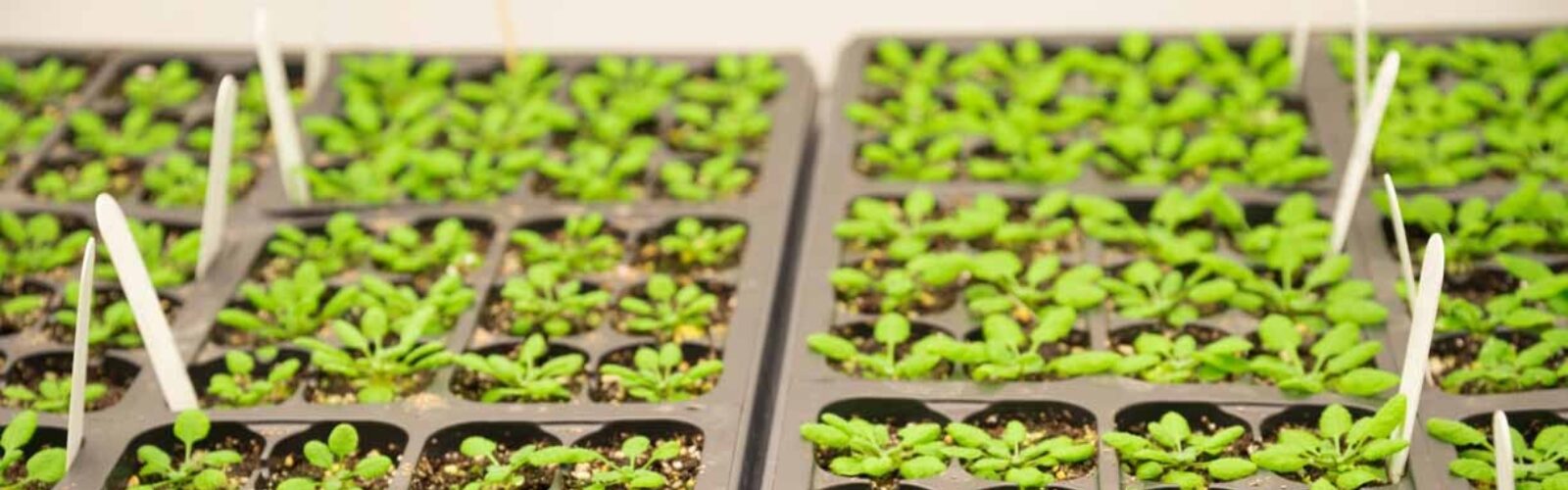 arabidopsis-research 3