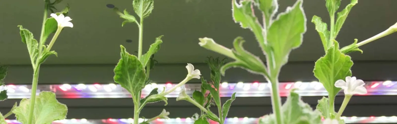 valoa-LED-growth-room 6