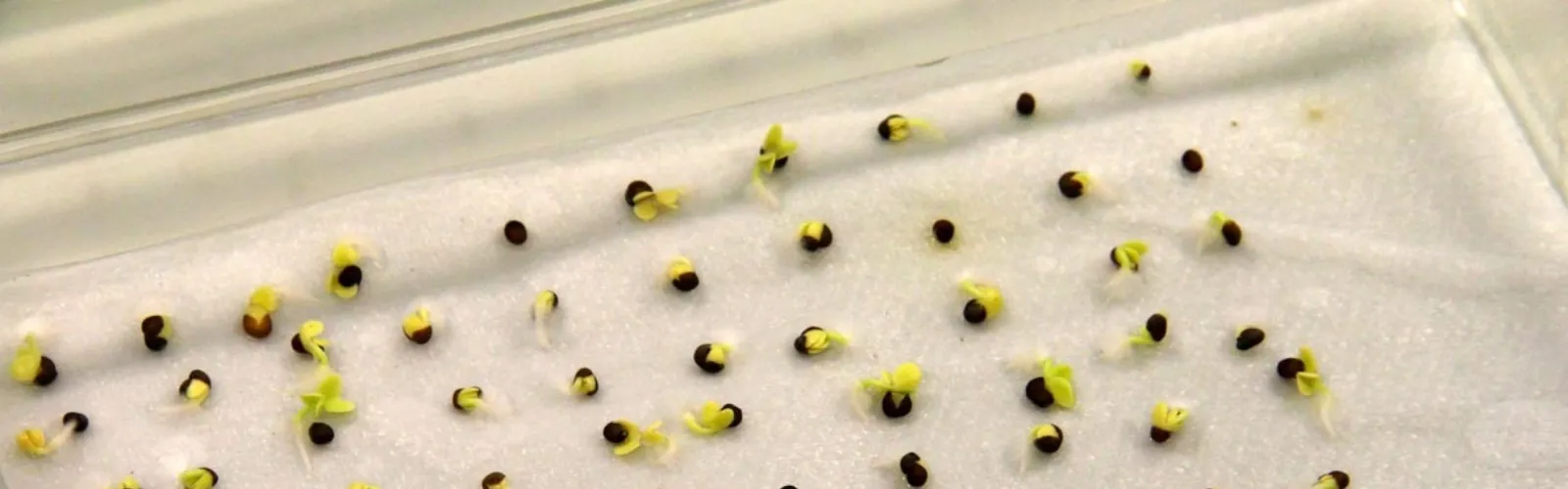 seed-germination-test