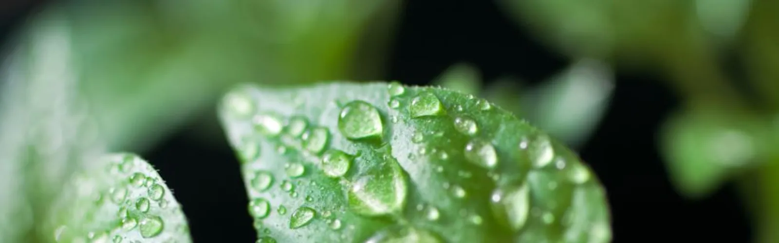 Humidity