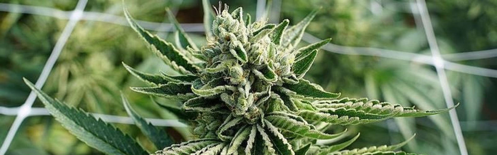 Cannabis flowering plant