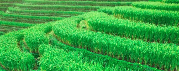 Sustainability