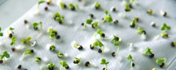 Germination