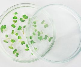 plant-tissue-culture
