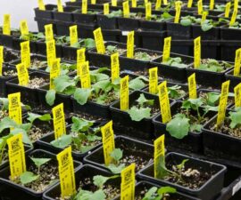 walk-in-plant-grow-room-canola 5