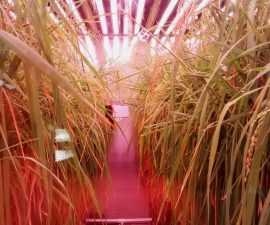 plant-growth-room-bdw-rice