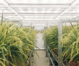 sheffield-university-plant-growth-room 5