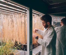 Plant Stress Plant Growth Chamber