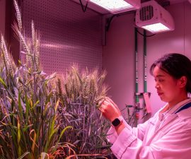 Wheat Chamber
