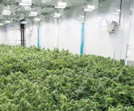 abcann-cannabis-flower-room 5