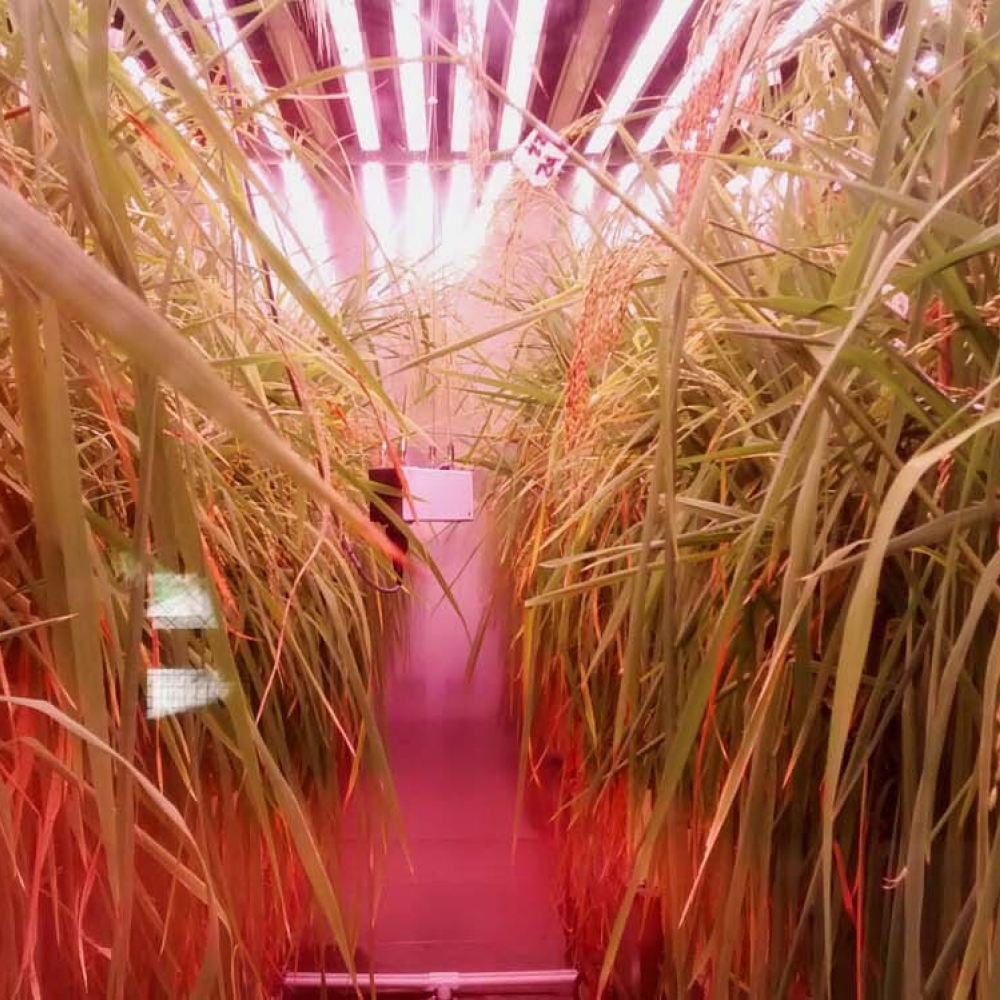 plant-growth-room-bdw-rice 2