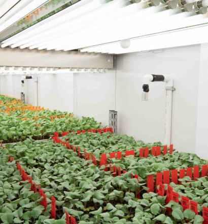plant-growth-room-canola 15