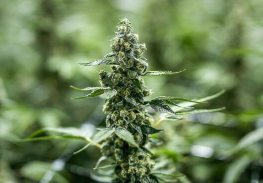 atlanticann-cannabis-flowering