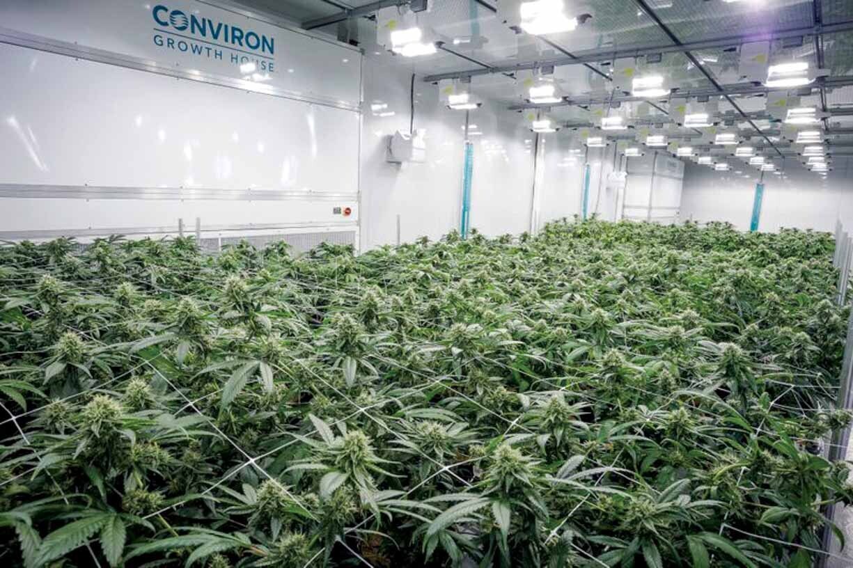ABcann Medicinals cannabis flower room