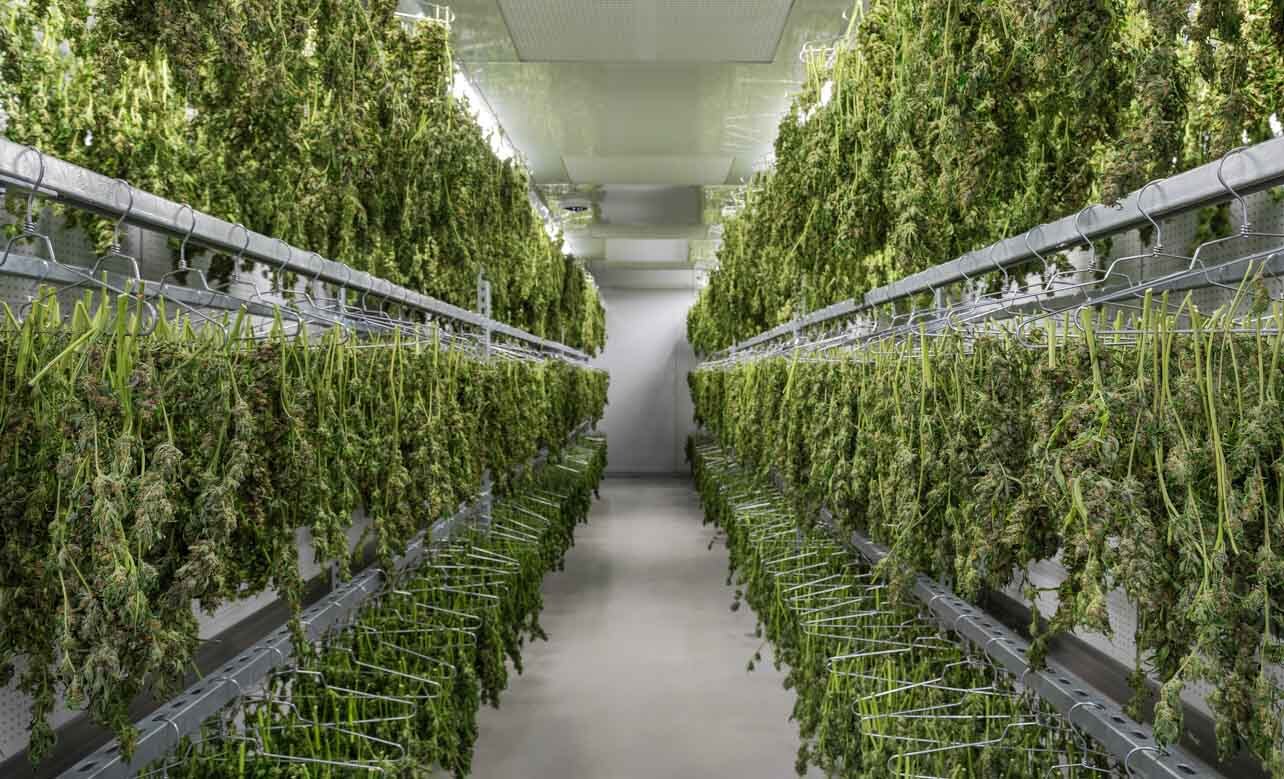 Cannabis Drying Rooms