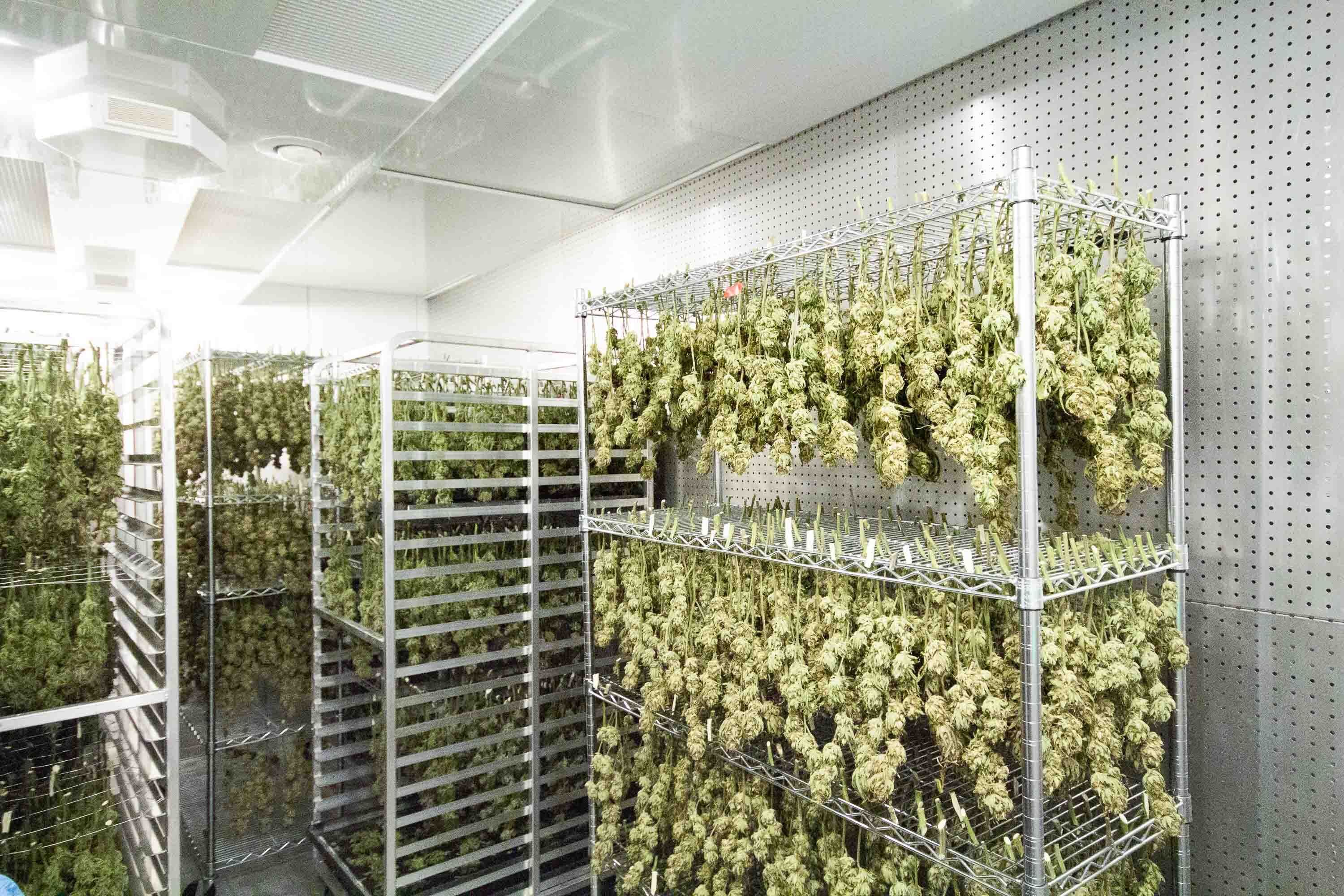 Cannabis Drying Rooms