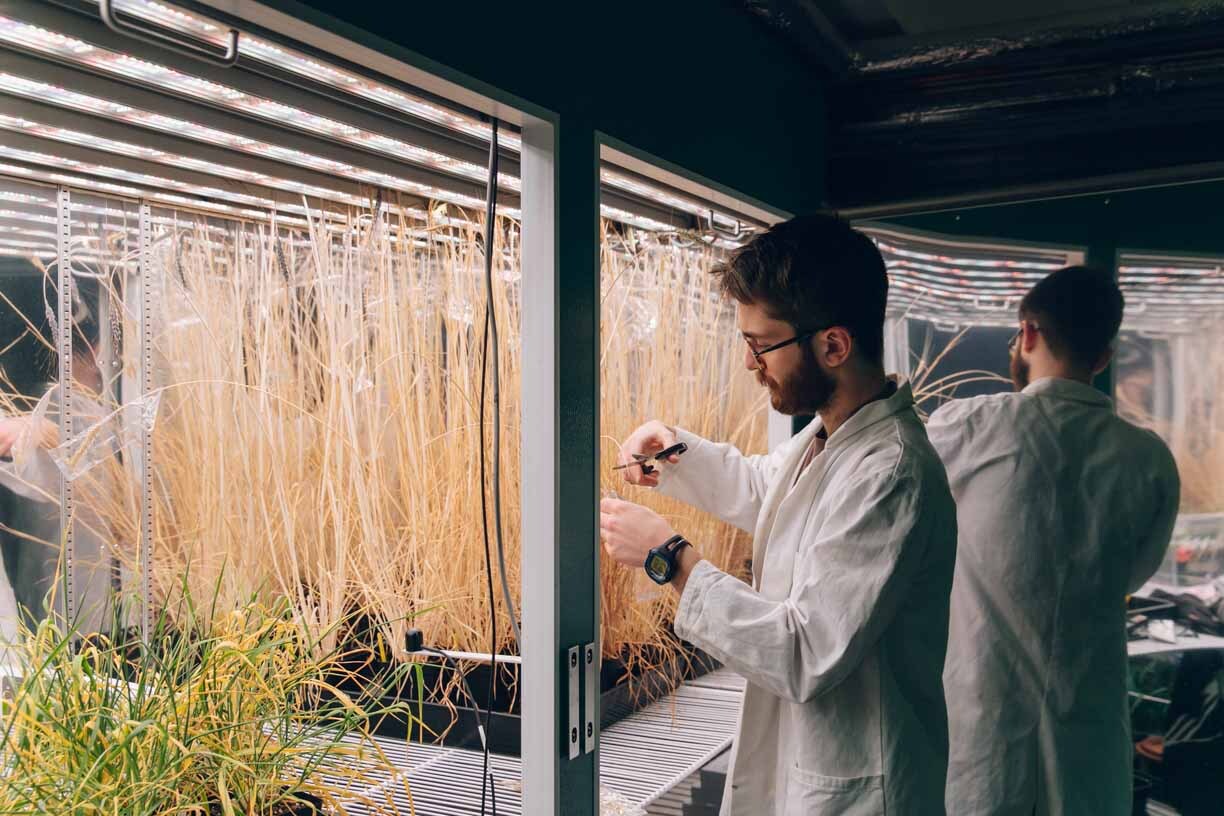 Researcher using plant growth chamber