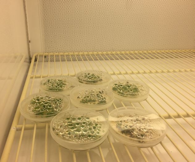 Tissue Culture with Condensation