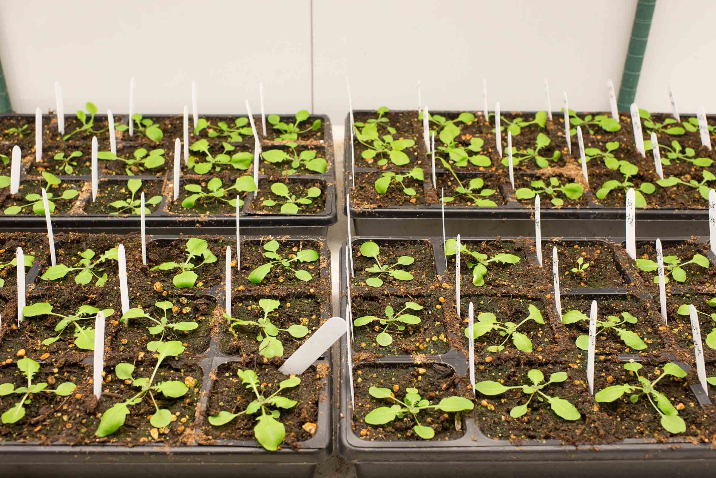 UC Davis plant growth chamber arabidopsis